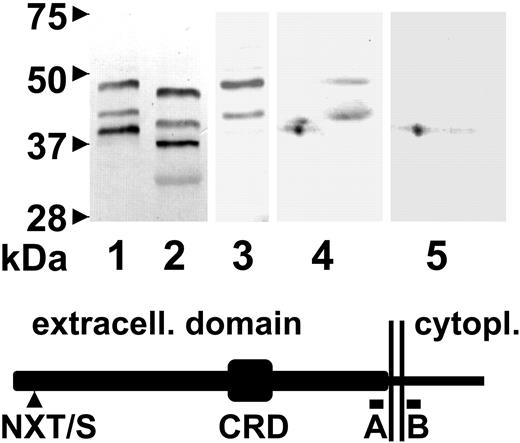 Figure 2. Immunodetection and characterization of AMN in canine kidney. AMN was enriched from membrane (lanes 1-4) or supernatant (lane 5) fractions of homogenates of normal dog kidney cortex by IF-cobalamin affinity column chromatography. Eluted proteins were separated by SDS-PAGE (lanes 1-3) or by 2-dimensional gel electrophoresis (blots 4 and 5). Proteins in lanes 1 and 2 were subjected to mock and PNGase F digestion, respectively, prior to electrophoresis and blotting. The additional, lightly stained band in lane 2 migrates at the expected position of PNGase F. Antiserum against the extracellular domain peptide A, as shown in the schematic, was used for immunodetection in 1, 2, 4, and 5, and antiserum against the cytoplasmic domain peptide B was used in lane 3. The schematic of the mature, full-length AMN protein indicates the relative positions of the site of N-linked oligosaccharide addition (NXT/S), the cysteine-rich domain (CRD), and peptides A (amino acid residues 340-353) and B (residues 388-400) against which antisera were raised. The excess positive charge of the intracellular domain protein sequence including peptide B is + 3. Two vertical lines indicate the single transmembrane domain.