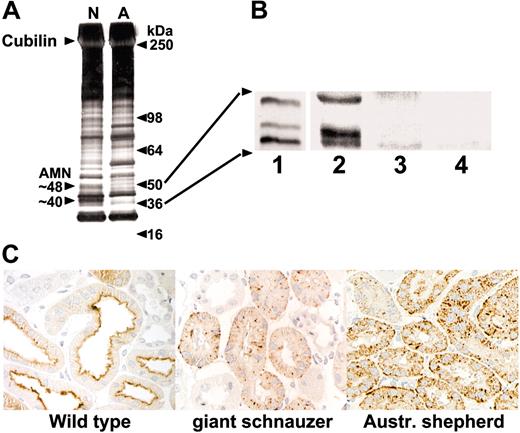 Figure 5. Cubilin and AMN expression in normal and I-GS affected dog kidney in vivo. (A) Membrane fractions prepared in bulk from normal (N) and GS kindred affected (A) dog kidney cortex were detergent solubilized and subjected to IF-cobalamin affinity chromatography. Eluted proteins were concentrated, separated by SDS-PAGE on an 8% to 16% gradient gel, and silver stained. Two bands missing from the affected dog preparation migrated at approximately 48 and 40 kDa (arrowheads) and comigated with anti-AMN immunoreactive bands on Western blots of duplicate gels. They were identified by LC/MS/MS peptide mapping as full-length and C-terminally truncated AMN, respectively. (B) Anti-AMN Western blots of proteins isolated by large-scale IF-cobalamin affinity chromatography from normal dog kidney (lane 1) or by small-scale IF-cobalamin pull-down from kidney cortex homogenates of a normal dog (lane 2), a GS kindred affected dog (lane 3), and an AS kindred affected dog (lane 4). (C) Immunoperoxidase staining of cubilin in renal cortex of an unrelated normal dog (left) and I-GS affected dogs of the GS (middle) and AS (right) kindreds expressing AMN mutations c.1113-1145del and c.3G>A, respectively. Total original magnification, 200 ×.