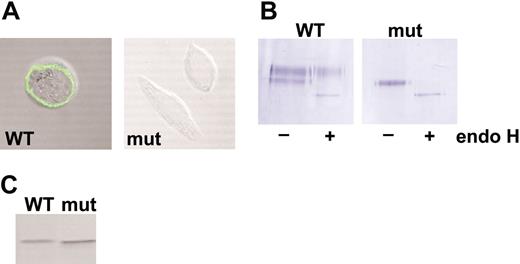 Figure 6. Cubilin expression in CHO cells transfected with wild-type or c.1113-1145del AMN cDNA. (A) CHO cell lines expressing a “mini-cubilin” construct of rat origin were additionally transfected with wild-type (WT) or c.1113-1145del (mut) canine AMN cDNA constructs, and stable double transfectants expressing cubilin and AMN were selected. Nonpermeabilized cells were stained for confocal fluorescence microscopy by incubation at 4°C with anticubilin and subsequently with labeled anti-rabbit IgG. Abundant surface staining of cubilin was observed in cells expressing wild-type, but not mutant, AMN. (B) Proteins isolated by IF-cobalamin pull-down from lysates of double-transfectant cell lines were subjected to endo H or mock digestion followed by SDS-PAGE and Western blot with anticubilin serum. Golgi maturation of cubilin N-linked oligosaccharides to endo H-resistant forms was observed in cells expressing wild-type AMN, but not in cells expressing the mutant AMN. (C) Lysates of double-transfectant cell lines were subjected to Western blotting with anti-myc, confirming expression of wild-type and mutant AMN.