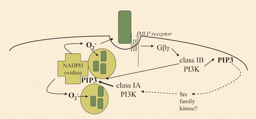 Agonist-driven ROS production in primed human neutrophils involves sequential activation of 2 PI3K subtypes. This figure depicts bacteria (green rectangles) being recognized by the cell surface fMLP receptor, triggering phagocytosis and activation of the NADPH oxidase complex. Within 10 seconds of fMLP binding, PIP3 levels rise via the G-protein–dependent activation of class IB PI3K (p110γ). A second peak of PIP3 is observed around 1 to 2 minutes, coinciding with the peak levels of superoxide production. This second peak is largely dependent on class IA PI3K (thick arrow), but absolutely requires prior activation of the class IB PI3K. The steps leading from the initial PIP3 generation to class IA PI3K activation are not established (dashed lines). However, the Src family kinase inhibitor PP1 attenuates the second peak of PIP3, implicating this kinase family in the pathway. PIP3 and other PI3K products promote NADPH oxidase function.