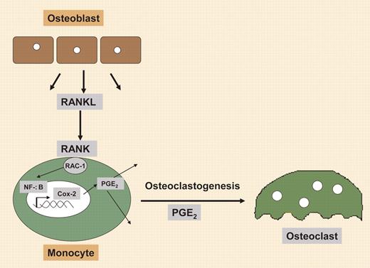 Regulation of osteoclastogenesis by RANKL involves synthesis of Cox-2.