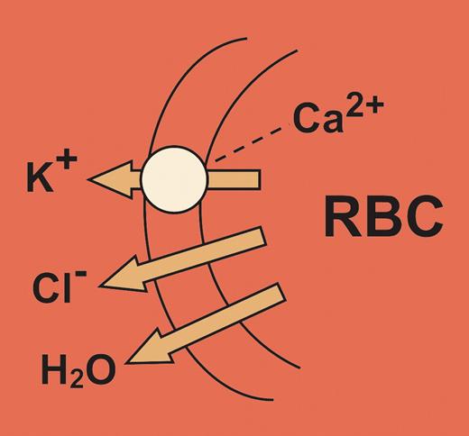 Calcium-activated potassium channel of erythrocytes showing the associated chloride and water loss from the cell.