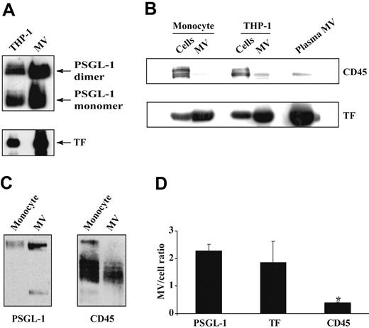 Figure 1. Content of PSGL-1, TF, and CD45 in monocytes and their microvesicles (MVs). THP-1 cells or blood monocytes were stimulated with LPS; microvesiculation was induced with calcium ionophore. Cells were separated from their shed MVs by sedimenting the cells at 5000g for 5 minutes. The entire cell pellet and MV suspension were resuspended and diluted to the same extent, and lysed in SDS sample buffer. Equal volumes of the lysates were subjected to SDS-PAGE and analyzed by Western blot. (A) PSGL-1 and TF content in THP-1 cells and their shed MVs. (B) TF and CD45 content in monocytes, THP-1 cells, their respective MVs, and in MVs isolated from fresh plasma. (C) PSGL-1 and CD45 content in monocytes and their shed MVs. (D) Densitometric analysis of the MV/cell ratio of PSGL-1, TF, and CD45. These data are represented as the mean value for the MV/cell ratio in 6 different experiments plus or minus SD. *P < .003 CD45 versus PSGL-1 and versus TF.
