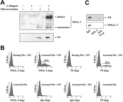 Figure 3. Monocyte microvesicles transfer TF and PSGL-1 to activated platelets via PSGL-1. (A) Collagen-activated or unstimulated washed platelets were incubated with either monocyte microvesicles or control buffer. Platelets were sedimented and unbound microvesicles were removed by washing 5 times. The platelets were pelleted, lysed in SDS sample buffer, and analyzed by SDS-PAGE and Western blotting for PSGL-1 and TF. (B) Flow cytometric analysis of platelets incubated with either microvesicles or buffer, handled as described in (A). Samples using resting platelets plus microvesicles, activated platelets alone, and samples probed with control fluorescent IgG served as the negative controls in these experiments. (C) Treatment with anti–PSGL-1 (KPL-1) or an anti–P-selectin antibody, but not a nonspecific mouse IgG, blocked the transfer of TF and PSGL-1.
