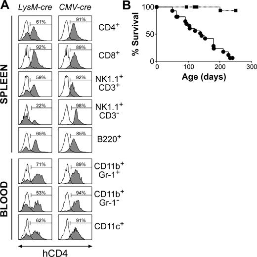 Figure 1. Premature mortality in mice with Socs1 gene inactivation in lymphoid and myeloid lineages. (A) Cre expressed under the lysozyme promoter (LysM-cre) deletes Socs1lox in both lymphoid and myeloid lineages. Socs1lox recombination switches on an hCD4 reporter within the targeted locus, and thus recombination was tracked by analyzing hCD4 expression by flow cytometry. Shown are leukocyte populations (□, Socs1lox/+ nontransgenic; ▦, Socs1lox/+ cre) in the spleen and blood. Cells were stimulated with 100 U/mL IFN-γ for 4 hours to increase hCD4 reporter activity. As a positive control, CMV-cre was used to delete Socs1lox during embryogenesis, and therefore in all cells. The percentage of hCD4+ cells is indicated in each histogram. (B) Survival curves of Socs1lox/- LysM-cre (•; n = 28) and littermate control Socs1lox/- nontransgenic (▪; n = 21) mice.