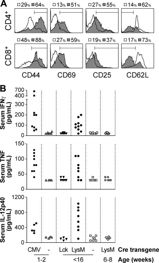 Figure 3. Aberrant T-cell activation and increased serum inflammatory cytokine levels in moribund Socs1lox/- LysM-cre mice. (A) Peripheral blood CD4+ and CD8+ T cells from moribund Socs1lox/- LysM-cre (▦) and age-matched Socs1lox/- nontransgenic (□) mice were analyzed for expression of CD44, CD69, CD25, and CD62L by flow cytometry. (B) The serum of neonatal moribund Socs1lox/- CMV-cre and age-matched Socs1lox/- nontransgenic mice, adult moribund Socs1lox/- LysM-cre and age-matched Socs1lox/- Lck-cre and Socs1lox/- nontransgenic mice, and young healthy Socs1lox/- LysM-cre mice were measured for IFN-γ, TNF, and IL-12p40 levels by ELISA.