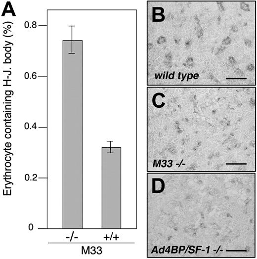 Figure 4. Splenic hypofunction in M33-KO mice. Peripheral blood smears were prepared on slide glasses, and erythrocytes containing Howell-Jolly bodies were counted. Percentage of the erythrocytes containing Howell-Jolly bodies is presented for M33-KO (–/–) and wild-type (+/+) animals and demonstrates splenic hypofunction in M33-KO mice. Data represent means ± SD of 3 wild-type and 4 M33-KO spleens (A). The expressions of F4/80 were compared immunohistochemically among wild-type (B), M33-KO (C), and Ad4BP/SF1-KO (D) spleens at 18.5 days after coitus. Scale bar, 50 μm.