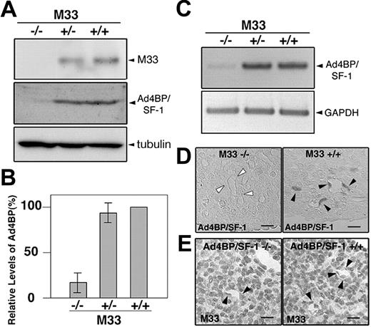 Figure 5. Expression of Ad4BP/SF-1 in the M33-KO spleens. To investigate the expression levels of Ad4BP/SF-1, Western blot analysis was performed using total cell lysates from the spleens of wild-type (+/+), heterozygous (+/–), and homozygous (–/–) knock-outs at 16.5 days after coitus (A). As the control, α-tubulin expression was examined. The relative levels of Ad4BP/SF-1 expression were quantified (B). Data represent the means ± SD of 3 independent pools of spleens. The amount of Ad4BP/SF1 mRNA was analyzed by RT-PCR using total RNA from the spleens of wild-type (+/+), M33 heterozygous (+/–), and homozygous (–/–) knock-outs at 16.5 days after coitus (C, top). GAPDH was used as a control (C, bottom). Immunohistochemical experiments were performed on wild-type (D, right) and M33-KO spleens (D, left) using an antibody against Ad4BP/SF-1 at 16.5 days after coitus. Closed arrowheads (D) indicate Ad4BP/SF-1–immunoreactive cells lining the vascular tubules, whereas open arrowheads indicate the vascular tubules in the M33-KO spleen. The expression of M33 was analyzed immunohistochemically using the antibody to M33 in the wild-type (E, right) and Ad4BP/SF1-KO spleens (E, left) at 16.5 days after coitus. Closed arrowheads (E) indicate M33 immunoreactive cells lining at the vascular tubules. Scale bar, 20 μm.