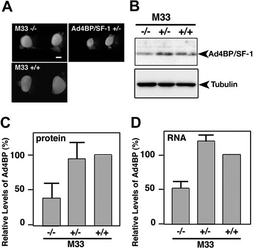 Figure 6. Adrenal defects in the homozygous M33- and heterozygous Ad4BP/SF1-KO mice. (A) Macroscopic comparison of adrenal glands harvested at 18.5 days after coitus from M33-KO (M33–/–), wild-type (M33+/+), and Ad4BP/SF1 heterozygous KO (Ad4BP/SF-1+/–). Scale bar, 400 μm. Stereomicroscopic images were photographed and processed as described in Figure 1A-D. (B) To investigate the expression levels of Ad4BP/SF-1, Western blot analysis was performed using total-cell lysates from the adrenal glands of wild-type (+/+), heterozygous (+/–), and homozygous (–/–) M33 KO at 16.5 days after coitus. α-Tubulin expression was examined as the control. The relative levels of Ad4BP/SF-1 expression were quantified by National Institutes of Health (NIH; Bethesda, MD) image analysis software (C). The amount of Ad4BP/SF-1 mRNA was analyzed by quantitative RT-PCR (Roche) using total RNA from the adrenal glands of wild-type (+/+), M33 heterozygous (+/–), and homozygous (–/–) KO at 16.5 days after coitus (D). (C,D) Data represent the mean ± SD values of 3 independent pools of the adrenal glands.
