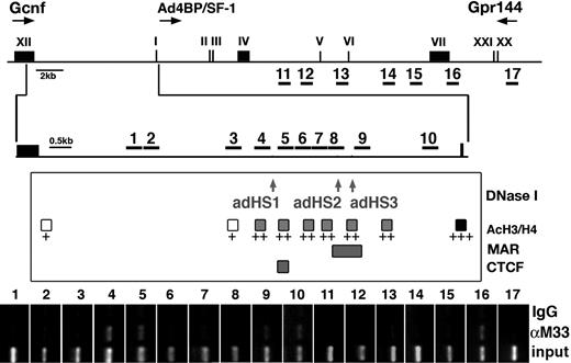 Figure 7. Binding of M33-containing PcG complex at Ad4BP/SF1 gene locus. Primer pairs (1 to 17) used for ChIP assay are indicated in the map of the gene locus carrying the last exon of Gcnf, Ad4BP/SF1, and the 20th and 21st exons of a predicted gene, Gpr144. The middle panel summarizes our previous results. DNase I hypersensitive sites (adHS1, adHS2, and adHS3), acetylated histone tails of H3 and H4, nuclear matrix attachment region (MAR), and CCCTC-binding factor (Ctcf)–binding region are distributed as indicated previously.40 Chromatin prepared from adrenocortical Y-1 cells was subjected to immunoprecipitation with anti-M33 antibody (αM33) or control IgG (IgG). The recovered DNAs were amplified with the primers listed in “Materials and methods.” As a control, 0.1% input DNA was amplified (input).