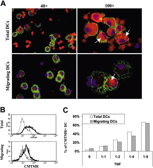 Figure 4. DC interaction with apoptotic cell fragments. DCs were exposed to different amounts of apoptotic Jurkat cells stained with CMTMR. DCs having internalized apoptotic cells (CMTMR+ DC) were detected by confocal or FACS analysis, before (total DC) or after (migrating DC) migration in response to CCL21. (A) Confocal pictures of total or migrating ApoC-loaded DCs at a 1:4 ratio. DCs loaded with CMTMR-labeled apoptotic cells (red) were stained with CD11-APC (green) and DAPI (blue), deposed on a microscope slide, and fixed in 2% paraformaldehyde (PFA). Arrows point to discrete intracellular accumulations of CMTMR-labeled apoptotic cell fragments in the cytosol of DCs. Fields represent 175 × 250 μm and 70 × 100 μm for 40 × and 100 × objective magnifications, respectively. (B) Representative FACS histograms under conditions similar to those in panel A. Solid and dashed lines represent fluorescence of DCs incubated with or without CMTMR-stained apoptotic cells, respectively. (C) Percentages of CMTMR+ DCs (total and migrating) as a function of the DC/ApoC ratio were determined from FACS profiles in panel B, above a CMTMR fluorescence intensity of 2 × 10.1