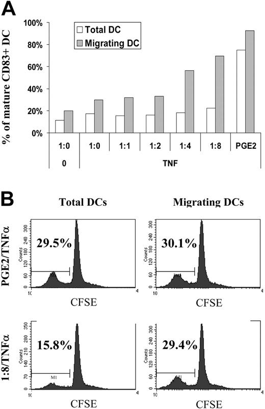 Figure 5. Migrating DCs after ApoC/TNF-α or PGE2/TNF-α stimuli are enriched in mature cells. DCs were exposed to apoptotic Jurkat cells at an increasing DC/ApoC ratio before the addition of TNF-α. (A) The percentage of mature DCs was measured by CD83 expression before (total DCs) or after (migrating DCs) migration toward CCL21. (B) Total or migrating DCs were mixed at a 1:40 ratio with allogeneic T cells intracellularly stained with CFSE. At day 3, T cells were analyzed using flow cytometry. Percentages represent the fraction of proliferating cells in which CFSE was diluted at least 2-fold after 3 days.