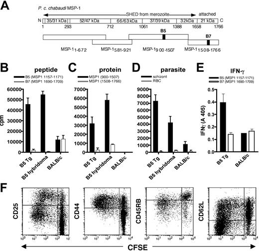 Figure 2. Transgenic CD4+ T cells respond to MSP-1 on the parasite. (A-D) In vitro stimulation of anti-MSP-1 transgenic T cells with peptide, recombinant protein, and parasites. (A) A diagrammatic representation of MSP-1 showing its proteolytic cleavage into 6 fragments during invasion of RBCs. The fragments shed on invasion of the RBC are indicated by the arrow. The 4 recombinant fragments, which cover the full length of the protein, are shown below. The location of the B5 peptide, to which the Tg TCR is specific, and a control peptide, B7, are indicated by black bars. (B-F) CD4+ T cells from B5 TCR transgenic mice. Results are shown as counts per minute of 3H-thymidine incorporation measured for proliferation of CTLL-2 cells incubated with supernatant of various combinations of B5 CD4+ cells with antigen-presenting cells. B5 Tg and BALB/c T cells were incubated with (B) bone marrow dendritic cells (BMDCs) and specific MSP-1 B5 peptide or nonspecific B7 peptide (1024 nM), (C) irradiated splenocytes and recombinant fragments of MSP1 (44 pmol), and (D) BMDCs and parasitized RBCs at the schizont stage (50:1 RBC/DC). The B5 hybridoma was also incubated with the protein or parasite as a positive control and BALB/c CD4+ T cells are shown as a negative control. (E) BMDCs and B5 or control B7 peptide (100 nM) were added to CD4+ B5 or littermate control T cells. Forty-eight hours later, the concentration of IFN-γ in the supernatant was measured by ELISA. Means and SEM of triplicate wells are shown. These data are representative of at least 5 independent experiments. (F) Proliferation and activation of B5 TCR Tg cells is shown after 5 days in culture. Collagenase-treated B5 spleens were labeled with CFSE and incubated with B5 peptide for 5 days. The cells were then stained for activation markers CD25, CD44, CD45RB, and L-selectin (CD62L).
