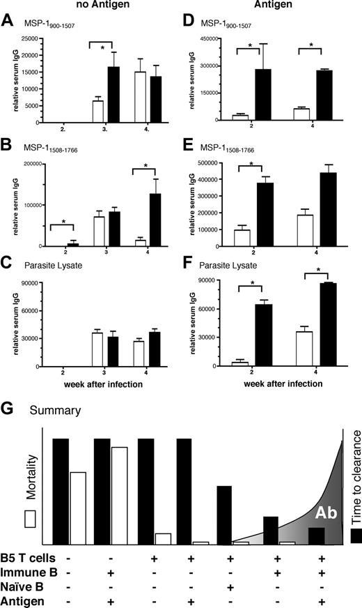 Figure 7. Activated anti-MSP-1 T cells help immune B cells make a faster and greater antibody response, which is critical for clearance. B5 (▪) and BALB/c (□) CD4+ cells were purified by high-speed flow cytometry and transferred into RAG-/- mice, which were then infected with 104 P chabaudi (AS) parasites (A-C). Some mice were immunized with the T-cell antigen (MSP1900-1507) covalently linked to the B-cell antigen (MSP121) intraperitoneally 2 days after T-cell transfer and a day before infection (D-F). Antibodies recognizing MSP1900-1507 (A-B), MSP11508-1766 (B,E) and whole parasite lysate (C,F) were measured by ELISA. The results are expressed as arbitrary units of antibody relative to a standard hyperimmune serum. The values shown are the geometric means and SEs of IgG responses of 5 to 7 mice. The asterisk indicates that the differences are significant (P < .05, Student t test). (G) T cells protect from lethal infection but a threshold of antibody is critical in clearance of P chabaudi. A schematic representation of the influence of transferred transgenic CD4+ T cells and immune B cells in the presence and absence of immunization on the rate of clearance of P chabaudi infection (▪), mortality of RAG-/- mice (□), and the speed and magnitude of a malaria-specific antibody response (gray shaded area).