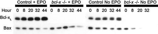 Figure 2. Western blots of whole cell lysates from cultured erythroblasts of conditional bcl-x-/- mice and bled littermate controls. Bcl-xL is a 29-kDa protein, and Bax is a 21-kDa protein; 40 μg protein was loaded per lane.