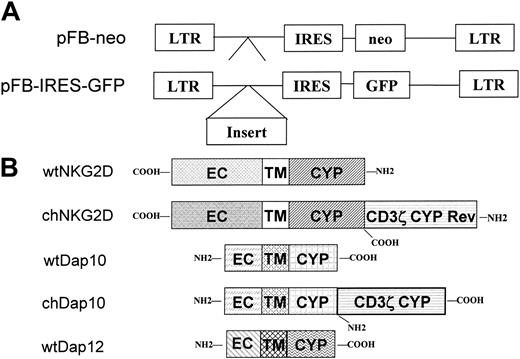 Figure 1. Structure of retroviral constructs. (A) The empty vectors pFB-neo and pFB-IRES-GFP were used in experiments as controls for retrovirus infection. The gene inserts were placed behind the 5′ long terminal repeat (LTR) and upstream of the internal ribosomal entry site (IRES), whereas the marker gene (either neo or GFP) was controlled by the IRES. Schematic diagram of wild-type (wt) and chimeric (ch) proteins are shown in panel B. The extracellular (EC), transmembrane (TM), and cytoplasmic regions (CYP) are indicated. In the chNKG2D, the CD3ζ chain was fused to the N-terminus of the NKG2D molecule in a reverse (Rev) orientation (COOH-terminus > NH2-terminus). In chDap10, the CD3ζ chain was placed downstream of the COOH-terminus of the Dap10 molecule in a normal orientation.