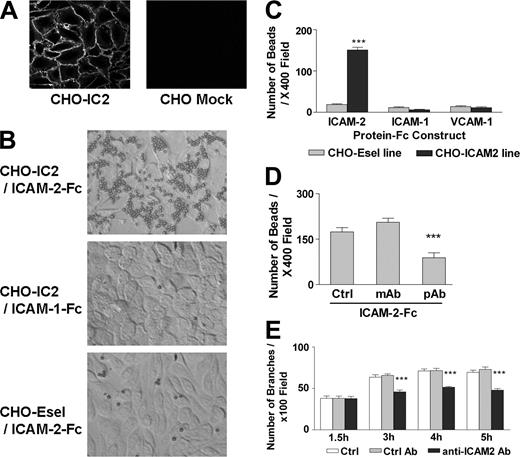 Figure 3. ICAM-2 supports homophilic interaction. (A) ICAM-2 surface expression on CHO cells stably transfected with human ICAM-2 (CHO-IC2), detected by immunofluorescence using an anti–ICAM-2 mAb (clone B-T1). ICAM-2 expression is concentrated at the cell junctions, similarly to what is observed in endothelial cells. Staining of mock-transfected CHO cells with the same antibody is also shown. (B) ICAM-2 homophilic interaction. Polystyrene beads conjugated with anti–human Fc Ab, preincubated with soluble ICAM-2–Fc, were added to CHO-IC2 (top) or control cells (CHO-Esel, bottom) in 96-well plates. ICAM-1–Fc (middle) or VCAM-1–Fc (image not shown) were used as control proteins. Images were acquired as in Figure 1A. (C) The number of beads retained in the wells after washings was counted per 400 × field of each replicate. Experiments were performed in triplicate. ICAM-2–Fc significantly bound to CHO-IC2 cells, compared with ICAM-1–Fc and VCAM-1–Fc. None of the protein-Fc constructs bound to CHO-Esel. ***P < .001, compared with control protein constructs and binding to CHO-Esel, ANOVA. n = 4. (D) Two anti–ICAM-2 Abs were tested for their ability to block ICAM-2 homophilic interaction, by preincubation with the protein-Fc-beads complex before adding to CHO-IC2. The polyclonal anti–ICAM-2 Ab (pAb), but not the monoclonal anti–ICAM-2 Ab (CBR-IC2/2) or goat IgG isotype control (Ctrl), significantly inhibited binding of ICAM-2 Fc to CHO-IC2 by 50%. ***P < .001, ANOVA. n = 3. (E) Matrigel tube formation is inhibited by anti–ICAM-2 mAb. HUVECs were preincubated with pAb anti–ICAM-2 or goat IgG control for 15 minutes before plating onto Matrigel. Photos were taken hourly after seeding, and branches counted as described (see “Materials and methods”). In the presence of anti–ICAM-2 pAb, HUVEC tube formation was inhibited by approximately 30% compared with control Ab (Ctrl Ab) or untreated samples (Ctrl) at 3, 4, and 5 hours. ***P < .001, ANOVA. n = 3. (C-E) Error bars indicate mean ± SEM.