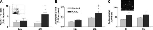 Figure 4. ICAM-2 protects endothelial cells from apoptosis. (A) Serum starvation-induced apoptosis. Cells were maintained in DMEM with 1% BSA for 24 or 48 hours. Apoptosis was quantified by FACS analysis using the annexin V (AnxV) and propidium iodide (PI) method (A, inset) and shown as fold increase of the AnxV (+)/PI (–) cells compared with control. (B) Anti-Fas–induced apoptosis. MCECs were treated with 100 ng/mL IFN-γ for 16 hours followed by 10 μg/mL anti-Fas Ab for 24 or 48 hours. Data are shown as fold increase of the AnxV (+)/PI (–) cells compared with control. (C) Staurosporine-induced apoptosis. MCECs were incubated with 20 nM staurosporine for 3 or 6 hours. Apoptosis was measured by acridine orange staining (C, inset) and pyknotic nuclei count. Image was acquired as in Figure 1A. Data are shown as average percentage of apoptotic cells/200 × field. Scale bar equals 20 μm. With all 3 stimuli, MCECs from ICAM-2–/– mice were significantly more susceptible to apoptosis compared with WT MCECs. *Comparison with WT cells at the same time point. †Comparison with ICAM-2–/– cells at 24 hours. *P < .05; ***P < .001; †P < 0.05, ‡P < .01, ANOVA. n = 3. (A-C) Error bars indicate mean ± SEM.