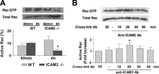 Figure 7. ICAM-2 regulates activation of the small GTPase Rac during endothelial tube formation. (A) Rac activation during Matrigel tube formation. MCECs plated onto Matrigel were analyzed for Rac activation at spreading (40 minutes) and tube formation stage (4 hours) by GST-PBD pull-down assays. During spreading (40 minutes), ICAM-2–/– and WT cells had comparable levels of Rac activation; however, during tube formation (4 hours), ICAM-2–/– cells were unable to sustain Rac activation. *P < .05, unpaired t test. n = 4. (B) ICAM-2 signaling induces Rac activation. HUVECs grown to 80% confluence were starved for 16 hours and incubated with goat anti–ICAM-2 Ab at 15 μg/mL (pAb) for 30 minutes, followed by cross-linking with anti–goat IgG Ab. Rac activation was measured at 10, 20, 30, and 90 minutes following cross-linking. Negative control samples were incubated with either the cross-linking Ab or primary Ab alone. ICAM-2 cross-linking induced Rac activation, which peaked at 20 minutes and returned to baseline after 30 minutes. *P < .05, unpaired t test. n = 5. (A-B) Error bars indicate mean ± SEM.