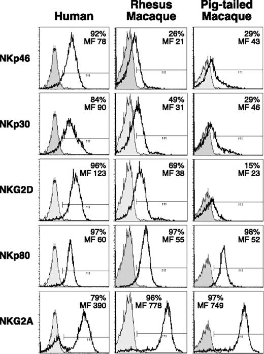 Figure 4. Expression of NKp46, NKp30, NKG2D, NKp80, and NKG2A on purified NK cells from macaques. Cross-reactivity of mAbs specific to human NKp46, NKp30, NKG2D, NKp80, and NKG2D on CD16pos freshly purified NK cells (open histograms) from a representative example of a human donor (left column), and of rhesus (middle column) and pigtailed (right column) macaques. Gray shaded histograms represent the negative controls stained with the second reagent alone. The level of surface expression of the relevant receptors is indicated as absolute percentage and as mean fluorescence intensity (MF) in each histogram plot.