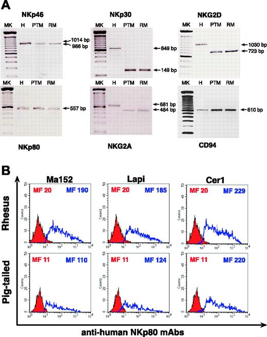 Figure 6. RT-PCR and NKp80 binding experiments. (A) RT-PCR analysis of NKp46, NKp30, NKG2D, NKp80, NKG2A, and CD94 in a human, and in a pigtailed and a rhesus macaque. Lane 1: 100-bp ladder (MK); lane 2: human (H) PBMCs; lane 3: pigtailed macaque (PTM) PBMCs; lane 4: rhesus macaque (RM) PBMCs. (B) Histograms show the detection of rhesus (top row) and pigtailed (bottom row) NKp80 receptors on the cell surface of transfected COS-7 cells using anti-human NKp80 mAbs (blue line). Red shaded histograms represent the negative controls stained with the second reagent alone. The cell surface level of simian NKp80 was detected with 3 different anti-human NKp80 mAbs (Lapi, Ma152, and Cer 1) in both macaques, as mean fluorescence intensity (MF) indicates in each histogram plot.