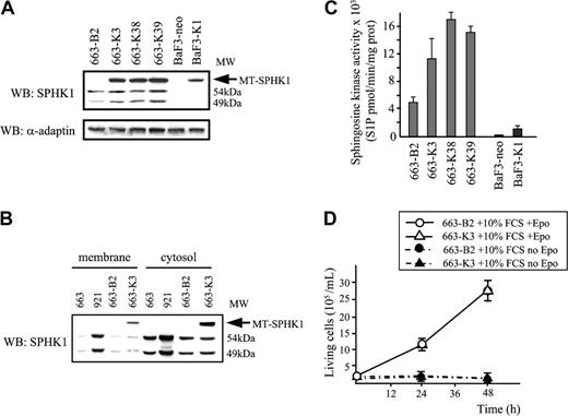 Figure 3. Characterization of HS1 cells overexpressing SPHK1. (A) The pEF-BOS empty vector and expression construct for MT-SPHK1 were transfected into 663 cells or Ba/F3 cells. Expression of MT-SPHK1 in whole-cell lysates from pools of cells transfected with pEF-BOS and pMSCV-Neo (663-B2 and Ba/F3-neo), from pools of cells transfected with pEF-BOS-MT-SPHK1 and pMSCV-Neo (663-K3 and Ba/F3-SK1), and from cell clones transfected with pEF-BOS-MT-SPHK1 and pMSCV-Neo (663-K38 and 663-K39) was analyzed by Western blotting using anti-SPHK1 antibodies. Reprobing the same membrane with anti-α adaptin was used as loading control. The 49 and 54 kDa indicate the apparent molecular weights (MW) of endogenous SPHK1. (B) Western blot analysis of the expression of endogenous and/or exogenous SPHK1 in membrane and cytosolic compartments from 663 HS1, 921 HS2, 663-B2, and 663-K3 cells using anti-SPHK1 antibodies. (C) Sphingosine kinase activity in 663-B2 and Ba/F3-neo control cells and in 663-K3, 663-K38, 663-K39, and Ba/F3-SK1 cells. Data are means ± SD of duplicated samples in 3 independent experiments. (D) Overexpression of SPHK1 does not confer Epo independence to HS1 cells. Proliferation of 663 cells stably expressing MT-SPHK1 (663-K3) in culture medium containing 10% serum in the presence or absence of Epo (1 U/mL). Cells transfected with pEF-BOS vector (663-B2) were used as control. ○ indicates 663-B2 + 10% FCS + Epo; ▵, 663-K3 + 10% FCS + Epo; •, 663-B2 + 10% FCS, no Epo; and ▴, 663-K3 + 10% FCS, no Epo. Data are means ± SD of 4 experiments in duplicate.