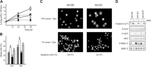 Figure 4. Overexpression of SPHK1 protects HS1 cells from apoptosis. (A) Proliferation of pEF-BOS-transfected cells (663-B2) and MT-SPHK1-transfected cells (663-K3 cells) in a culture medium containing 1% serum and Epo (1 U/mL) in the presence or absence of DMS 10 μM. The graphs are means ± SD of 5 independent experiments performed in duplicate. ⋄ indicates 663-B2 + 1% FCS + Epo; ♦, 663-B2 + 1% FCS + Epo + DMS; □, 663-K3 + 1% FCS + Epo; and ▪, 663-K3 +1% FCS + Epo + DMS. (B) Percentages of dead cells were determined by trypan blue exclusion assay on 663-B2 and 663-K3 cells cultured for 24 hours and 48 hours in a medium containing 1% serum and Epo (1 U/mL) in the presence or absence of 10 μM DMS. Data are means ± SD of 5 experiments in duplicate. * indicates statistical significance by Student t test: P < .05 compared with the control. ▦ indicates 663-B2; □, 663-B2 + DMS; ▪, 663-K3; and ▨, 663-K3 + DMS. (C) Detection of fragmented and condensed nuclei in apoptotic cells by fluorescence microscopy. Representative images after Hoechst staining of 663-B2 and 663-K3 cells cultured in a medium containing either 10% or 1% serum and Epo (1 U/mL) for 48 hours. Magnification, × 63. Cells were observed using a Nikon Eclipse TE300 microscope (Nikon, Champigny sur Marne, France) with 40 × objective magnification. Images were acquired with Nikon Coolpix 950 and processed using Adobe Photoshop (Adobe Systems, San Jose, CA). Three different fields (500 cells per field) were scored. (D) Processing of caspase-3 and activation of AKT and ERK1/2 in 663-B2, 663-K3, and 663-K39 cells cultured in a medium containing 1% serum and Epo (1 U/mL) in the presence (+) or absence (-) of DMS (10 μM) for 24 hours. Cell lysates were subjected to immunoblotting with antibodies indicated on the left of the blots. Blots were reprobed with a β-actin antibody to control loading of the gels. Western blots are from a representative experiment. Similar results were obtained in 3 independent experiments.