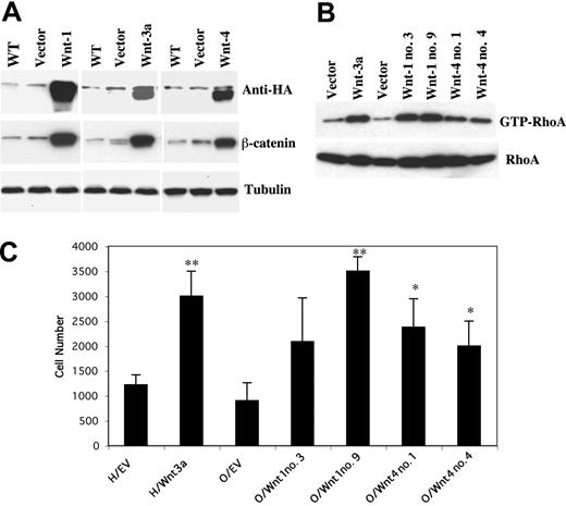 Figure 2. Expression of Wnt-1, -3a, and -4 enhances IGF-I-mediated migration of MM cells. (A) H929 and OPM-2 cells were transfected with empty vector or plasmid constructs containing Wnt-1, -3a, and -4 cDNAs with an HA-tag as described in “Material and methods.” Cell lysates were resolved on 12% SDS-polyacrylamide gels, proteins transferred to membranes and blotted with anti-HA antibody to confirm Wnt expression (top). Cytosolic fractions from cell lysates of positive clones were resolved on 8% SDS-polyacrylamide gels, transferred to membranes, and blotted with anti-β-catenin antibody (middle). The same fractions were also blotted with antitubulin as a control for protein loading (bottom). (B) Positive clones expressing Wnts (H929/Wnt-3a and OPM-2/Wnt-1, -4) or empty vector were starved in serum-free medium for 12 hours. Cell lysates were prepared and incubated with GST-Rho binding domain glutathione beads. Beads were collected by centrifugation, and the bound proteins were analyzed by Western blotting using RhoA-specific antibodies. The same lysates were subjected to 12% SDS-PAGE and blotted with anti-RhoA as a control for protein loading. (C) H929 cells expressing Wnt-3a (H/Wnt3a) or empty vector (H/EV) and OPM-2 cells expressing Wnt-1 (O/Wnt1 no. 3, no. 9) or Wnt-4 (O/Wnt4 no. 1, no. 4) or empty vector (O/EV) were starved in serum-free medium for 3 hours and added to chambers containing polycarbonate pore membranes (5-μM pore size) on which HS-27A stromal cells were pregrown for 24 hours. Growth medium containing IGF-I (12.5 ng/mL) was added to the lower chamber, and after 4 hours incubation cells in lower chamber were harvested and counted. The results are shown as mean ± SE (n = 3). Results are representative of 3 independent experiments. *P < .05, **P < .01 versus cells transfected with empty vectors.