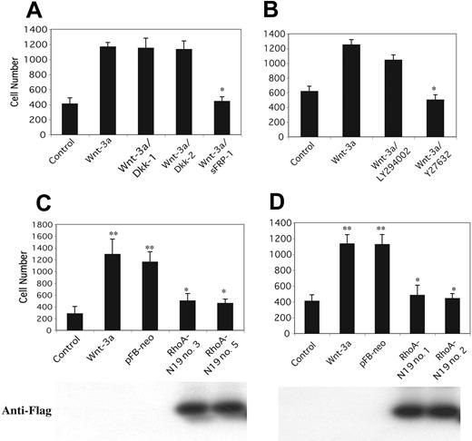 Figure 3. Rho-kinase inhibitor and dominant-negative RhoA block Wnt-3a-induced migration. (A) H929 cells pretreated with sFRP-1 or Dickkopf-1/2 (Dkk1/2) or (B) phosphatidylinositol 3-kinase (PI-3K) inhibitor LY294002 (LY, 10 μM) or Rho-kinase inhibitor Y27632 (10 μM) for 1 hour were plated on polycarbonate pore membranes on which the bone marrow stromal cell line HS-5 was pregrown for 24 hours. Wnt-3a CM containing the corresponding inhibitors was added to the bottom chambers followed by incubation for 4 hours. Cells in the lower chamber were harvested and counted as described in Figure 1. Effect of expression of mutant RhoA-N19 on migration of H929 (C) or OPM-2 (D) cells. Wild-type cells or clones expressing vector (PFB-neo) or mutant RhoA (RhoA-N19 nos. 1, 2, 3, and 5) were subjected to migration assay as described for panel A. Results are shown as mean ± SE (n = 3). Figures are representative of 3 separate experiments, respectively. *P < 0.01, **P < .001. Cell lysates isolated from the same clones were subjected to 12% SDS-PAGE and blotted with anti-Flag antibody to confirm expression of constructs (bottom).