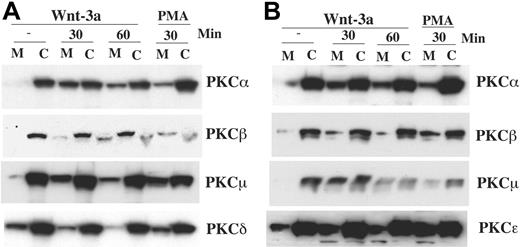 Figure 5. Wnt-3a alters cellular localization of PKCs α, β, and μ. H929 (A) and OPM-2 (B) cells starved in serum-free medium for 12 hours were treated with Wnt-3a or con-CM for the indicated time. Cell lysates from cytosolic (C) or membrane (M) fraction were prepared as described in “Material and methods.” Lysates were resolved on 8% SDS-PAGE gels, transferred to membranes, and blotted with indicated antibodies. Treatment of cells with 100 nM PMA (phorbol 12-myristate 13-acetate) for 30 minutes was used as a positive control for PKC membrane translocation.