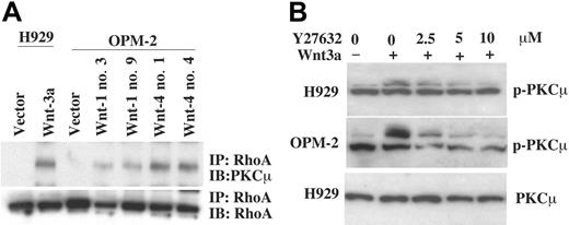Figure 7. Expression of Wnts induces RhoA/PKCμ association. (A) Cell lysates from Wnt-transfected clones were incubated with anti-RhoA antibody. Immunoprecipitates (IP) were subjected to 8% SDS-PAGE, transferred to membranes, and blotted with anti-PKCμ antibody. IB indicates immunoblot. (B) Cells starved in serum-free medium and then pretreated with indicated concentrations of Rho-kinase inhibitor Y27632 (2.5-10 μM) were untreated or stimulated with Wnt-3a for 10 minutes. Cell lysates were subjected to SDS-PAGE and blotted with anti-p-PKCμ.