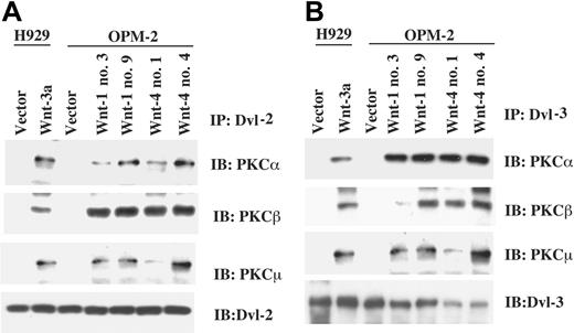Figure 8. Expression of Wnts induces Dvl/PKC association. Cell lysates from Wnt-transfected clones were incubated with anti-Dvl-2 (A) or anti-Dvl-3 antibody (B). Immunoprecipitates were subjected to 8% SDS-PAGE, transferred to membranes, and blotted with anti-PKCα, -PKCβ, or -PKCμ antibodies.