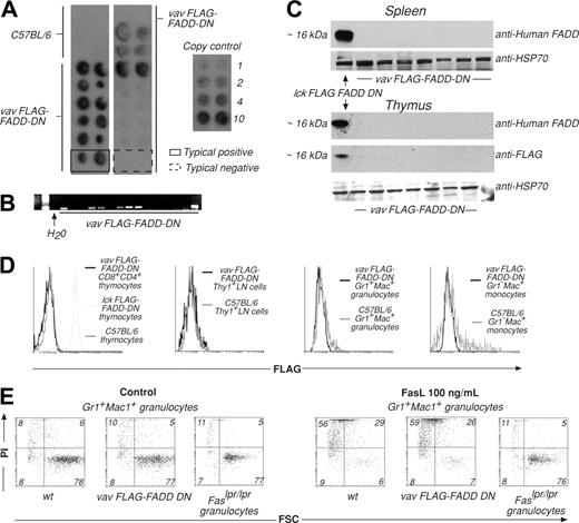 Figure 1. Generation and analysis of VavP–FLAG–FADD-DN transgenic mice. (A) Tail DNA was extracted from primary and first generation VavP–FLAG–FADD-DN transgenic mice. Dot hybridization to a 32P-labeled SV40 probe was used to detect the presence of the transgene. DNA was spotted in duplicate, and transgene copy number can be estimated by comparing intensity of hybridization to that of control SV40 DNA of known concentration. These are typical results with 2 examples highlighting a transgene positive (solid line) and a negative (broken line) mouse. (B) PCR using SV40-specific primers was used to detect transgene sequences in primary transgenic mice or first-generation descendants. Results are representative of multiple screens. (C) Western blots on extracts of 106 cells from spleen or thymus of VavP–FLAG–FADD-DN transgene-positive mice were probed with either anti–human FADD mAb (which recognizes FLAG–FADD-DN) or anti-FLAG mAb. (D) In an alternative method for detecting transgene expression, cells from lymph nodes (LNs), thymus, or bone marrow of VavP–FLAG–FADD-DN transgenic mice were stained with antibodies to Thy1, CD8, CD4, Gr-1, and/or Mac-1, sorted in a FACS machine, fixed, permeabilized, stained with anti-FLAG mAb, and analyzed in a FACScan. Intracellular staining of thymocytes from Lck–FLAG–FADD-DN transgenic mice10 with anti-FLAG mAb was the positive control. Results are representative of multiple screens (> 12 PCR-positive mice). (E) Granulocytes (Mac-1+Gr-1+) were FACS-sorted from bone marrow of VavP–FLAG–FADD-DN transgene-positive progeny and control mice and cultured for 24 hours in medium alone or in the presence of oligomerized recombinant FasL (100 ng/mL). Cell viability was determined by staining with PI and FACS analysis. Numbers in quadrants represent percentages of cells within each staining profile. FSC indicates forward light scatter. Results shown are representative of more than 12 assays.