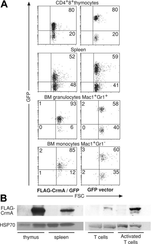 Figure 2. Analysis of mice reconstituted with FLAG-CrmA-GFP retrovirus-infected (E14) fetal liver cells. (A) Cells were harvested from mice 8 weeks after reconstitution and stained with mAbs to cell lineage-specific markers and analyzed by FACS. GFP expression was compared between mice reconstituted with fetal liver cells infected with FLAG-CrmA-GFP–expressing virus or control (GFP alone) virus. Numbers in quadrants represent percentages of cells within each staining profile. (B) Lysates from cells of hemopoietic organs were used for Western blot analysis using anti-FLAG mAb to assess levels of FLAG-CrmA protein expression. Results are representative of more than 6 analyses.