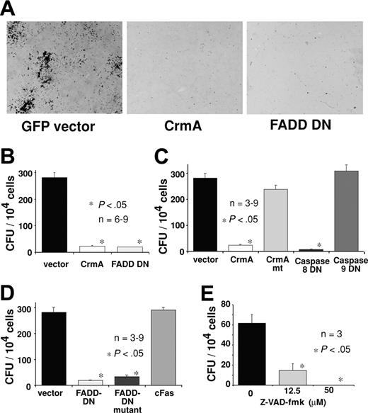 Figure 5. Expression of CrmA or FADD-DN inhibits colony formation by hemopoietic progenitor cells. Fetal liver cells from E14 C57BL/6 embryos were infected with retroviruses encoding FLAG-CrmA-GFP, FLAG–FADD-DN–GFP, or GFP alone (control vector) for 48 hours in the presence of IL-6, mSCF, TPO, and Flk ligand (Flk)L. After infection, cells were sorted for GFP expression and cultured for 7 days in agar with SCF, IL-3, and EPO. (A) Compared with GFP vector–expressing cells, hemopoietic progenitor cells expressing FLAG-CrmA or FLAG–FADD-DN formed very few colonies. Colonies were viewed under a Leica DMLIL microscope (Leica, Wetzlar, Germany) using a 20× objective (0.0-0.4 NA) and photos were taken with an Axiocam camera and processed using Axiovision software (both from Zeiss, Hallbergmoos, Germany). (B) The numbers of colonies are shown graphically with data representing mean ± SD from 6 to 9 independent experiments for each vector. CFU indicates colony-forming units. (C) Similar experiments were performed with fetal liver cells infected with retroviruses encoding GFP alone (vector), wt FLAG-CrmA, mutated FLAG-CrmA (CrmAmt), which does not inhibit caspase-8, dominant-interfering catalytically inactive caspase-8 (FLAG–caspase-8–DN) or dominant-interfering catalytically inactive caspase-9 (FLAG–caspase-9–DN). (D) Retroviruses encoding GFP alone (vector), FLAG–FADD-DN, a mutant of FLAG–FADD-DN that is unable to bind to the intracellular region of Fas26 or the cytoplasmic region of Fas (FLAG-cFas), were also used. The numbers of colonies are shown graphically with data representing arithmetic mean ± SD from 6 to 9 independent experiments. (E) Freshly isolated fetal liver cells, not cultured and not enriched for progenitor cells, were plated in agar culture in the presence of Z-Val-Ala-Asp-(ome)-fluoromethyl-ketone (Z-VAD-fmk) at the specified concentrations together with optimal cytokines. Colonies were counted after 7 days in culture, and numbers represent means ± SDs from 3 separate experiments.