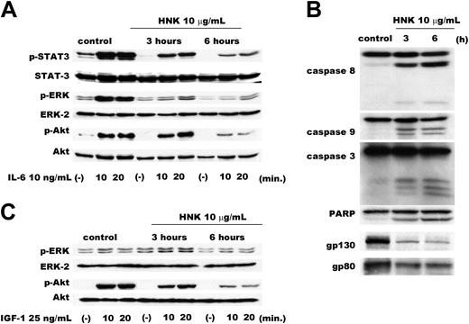 Figure 5. HNK modulates growth and survival signaling pathways in MM.1S cells. (A) MM.1S cells were pretreated with HNK (10 μg/mL) in 2.5% FCS containing media for 3 hours and 6 hours; cells were then stimulated with IL-6 (10 ng/mL) for 10 and 20 minutes. Whole-cell lysates were subjected to Western blotting to assess phosphorylation and protein expression of STAT3, ERK2, and Akt. (B) MM.1S cells were pretreated with HNK (10 μg/mL) in 2.5% FCS containing media for 3 hours and 6 hours, and then stimulated with IGF-1 (25 ng/mL) for 10 and 20 minutes. Whole-cell lysates were subjected to Western blotting for phosphorylation and protein expression of ERK2 and Akt. (C) MM.1S cells were pretreated with HNK (10 μg/mL) in 2.5% FCS containing media for 3 hours and 6 hours. Whole-cell lysates were subjected to Western blotting to determine cleavage of caspases and expression of gp80 and gp130.