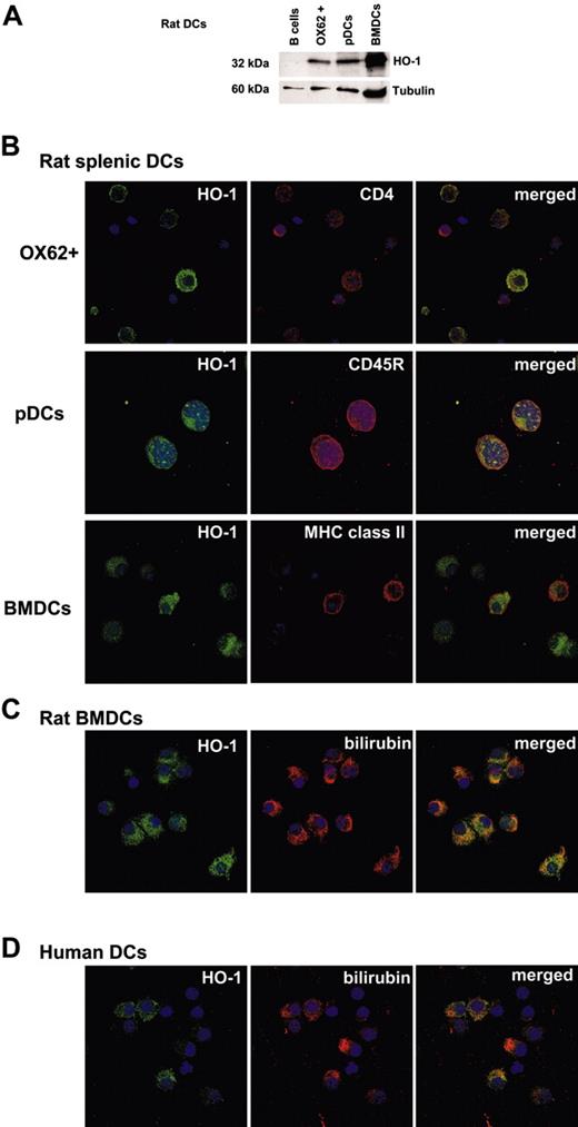 Figure 1. Rat and human DCs express functional HO-1. (A) Western blot analysis of HO-1 expression in rat freshly isolated splenic OX62+ DCs, freshly isolated plasmacytoid dendritic cells (pDCs), and BMDCs cultured for 8 days was performed using an anti-HO-1 antibody. Purified splenic B cells were used as a negative control. An anti-β tubulin antibody was used as a loading control. (B) Confocal micrographs show rat HO-1+ cells (green fluorescence); CD4+, CD45RB+, or MHC class II+ cells (red fluorescence); and merged images with dual labeling. Cell nuclei were counterstained with TO-PRO-3 (blue; objective, × 63/1.4). (C) Rat immature bone marrow-derived DCs express functional HO-1 as shown by the presence of HO-1+ cells (green fluorescence) also reactive with an antibilirubin mAb (red fluorescence). Merged images display dual labeling. Cell nuclei were counterstained with TO-PRO-3 (blue; objective, × 63/1.4). (D) Human immature monocyte-derived DCs express functional HO-1 as shown by the presence of HO-1+ cells (green fluorescence) also reactive with an antibilirubin mAb (red fluorescence). Merged images display dual labeling. Cell nuclei were counterstained with TO-PRO-3 (blue; objective, × 63/1.4). Similar results were obtained for each DC cell type in 2 to 5 independent experiments.