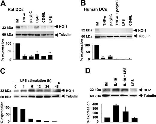 Figure 2. HO-1 expression decreases during rat and human DC maturation. (A) Western blot analysis of HO-1 expression in rat immature (IM) BMDCs and following maturation with TNF-α, poly(I:C), CpG, CD40L, and LPS was carried out using an anti-HO-1 antibody. Anti-β tubulin was used as a loading control. Bar graph shows densitometry analysis ± SD of HO-1 signals after normalization with β-tubulin from 3 different experiments. (B) Western blot analysis of HO-1 expression in human immature (IM) monocyte-derived DCs and human DCs following maturation induction with TNF-α, poly(I:C), CD40L, and LPS, performed using an anti-HO-1 antibody. Anti-β tubulin was used as a loading control. Bar graph shows densitometry analysis ± SD of HO-1 signals, after normalization with β-tubulin, from 2 different experiments. (C) Time-course Western blot analysis of HO-1 expression in human immature (IM) monocyte-derived DCs and human DCs following maturation induction with LPS, performed with an anti-HO-1 antibody. Anti-β tubulin was used as a loading control. Bar graph shows densitometry analysis of HO-1 signals after normalization with β-tubulin. (D) Human immature (IM) monocyte-derived DCs were cultured with or without 20 ng/mL of IL-10 for 18 hours and then with or without 1 μg/mL of LPS for 24 hours. Western blot was performed with an anti-HO-1. Anti-β tubulin was used as a loading control. Histograms show densitometry analysis ± SD of HO-1 signals after normalization with β tubulin, from 2 different experiments.