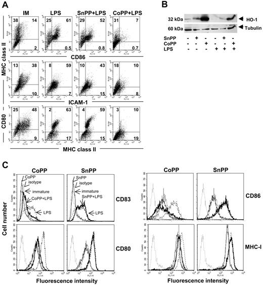 Figure 4. Induction of HO-1 renders DCs refractory to LPS-induced phenotypic maturation. (A) Western blot analysis of HO-1 levels in human iDCs treated or not with SnPP or CoPP for 2 hours, cultured for 16 hours, and then for a further 24 hours in the presence or absence of LPS. Anti-β tubulin was used as a loading control. (B) Flow cytometry analysis showing the phenotype of immature (IM) rat BMDCs treated or not with SnPP or CoPP for 2 hours, cultured for 16 hours, and then for a further 24 hours with or without LPS for 24 hours. Expression of MHC class II, CD80, CD86, and intercellular adhesion molecule 1 (ICAM-1) was assessed. Similar results were obtained in 5 independent experiments. Numbers within graph quadrants are percentage of positive cells. (C) Flow cytometry analysis showing the phenotype of immature human DCs treated or not with SnPP or CoPP for 2 hours, cultured for 16 hours, and then stimulated or not with LPS for 24 hours. Thin gray line indicates untreated immature DCs; dashed line, untreated DCs stimulated with LPS; thin black line, treatment with CoPP or SnPP; bold line, treatment with CoPP or SnPP and stimulated with LPS; and dotted line, isotype. Expression of CD83, CD80, CD86, and MHC class I was assessed. Similar results were obtained in 3 independent experiments.