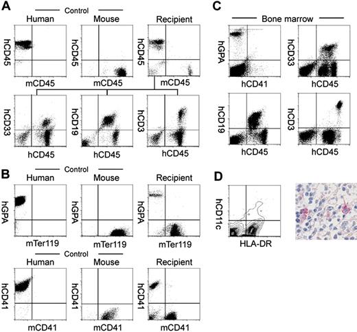 Figure 1. Analysis of human hematopoietic cells in NOD/SCID/IL2rγnull recipients. (A) In the scatter gates for nucleated cells, anti-hCD45 and anti-mCD45 antibodies (Abs) reacted exclusively with human and murine leukocytes, respectively. In the recipient blood, the majority of nucleated cells were human leukocytes (top row). High levels of engraftment by hCD33+ myelomonocytic cells, hCD19+ B cells, and hCD3+ T cells were achieved in peripheral blood of recipient mice given transplants of Lin–hCD34+ CB cells (bottom row). (B) Analysis of circulating erythrocytes (top row) or platelets (bottom row) in a NOD/SCID/IL2rγnull recipient. In the blood, Ter119+ murine erythrocytes as well as hGPA+ human erythrocytes were detected. mCD41a+ murine platelets were also reconstituted. (C) Multilineage engraftment of human cells in the NOD/SCID/IL2rγnull murine bone marrow. hCD33+ myelomonocytic cells, hCD19+ B cells, and hCD3+ T cells were present. hGPA+ erythroid cells and hCD41a+ megakaryocytes were also seen in the nucleated cell gate of the bone marrow. (D, left) HLA-DR+hCD11c+ dendritic cells were detected in the spleen by a flow cytometric analysis. (Right) Immunohistochemical staining of CD11c in the spleen. CD11c+ cells displayed dendritic cell morphology.