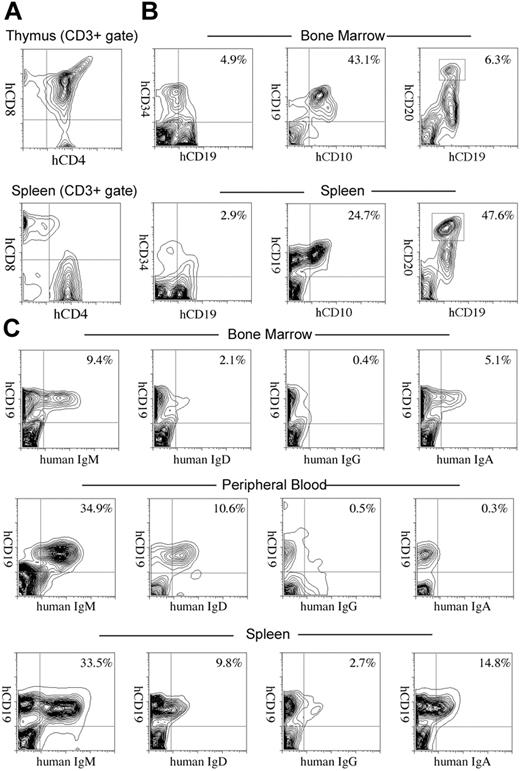 Figure 4. Development of lymphocytes in NOD/SCID/IL2rγnull recipients. (A) The flow cytometric analysis of human T cells in recipients. The majority of cells in the thymus were hCD4+hCD8+ double-positive thymocytes (top). The CD3+ spleen cells contained hCD4+ or hCD8+ single-positive mature T cells (bottom). (B) hCD34+hCD19+ pro-B, hCD10+hCD19+ pre-B, and hCD19+hCD20hi mature B cells were seen in different proportions in the bone marrow and the spleen of recipient mice. Numbers represent percentages within total nucleated cells. (C) B cells expressing each class of human immunoglobulin heavy chain were seen in the bone marrow, the peripheral blood (PB), or the spleen of engrafted NOD/SCID/IL2rγnull mice. Numbers represent percentages out of nucleated cells.