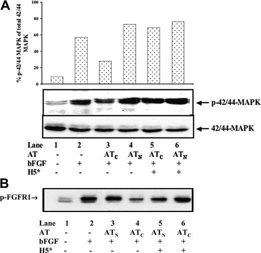 Figure 3. High-affinity pentasaccharide attenuates the inhibitory effects of cleaved antithrombin on bFGF-induced MAP kinase and FGFR-1 phosphorylation in HUVECs. Resting HUVECs (5 × 105) were incubated with 20 μg/mL native or cleaved forms of antithrombin in the presence and absence of 0.25 μM H5* in reduced FBS medium for 2 hours at 37°C. Then, 20 ng/mL bFGF was applied to stimulate the cells for 10 minutes at 37°C. (A) Cell extracts were prepared and resolved by 10% SDS-PAGE and then immunoblotted with either an anti–phosphospecific MAPK IgG (p42/44-MAPK) or an anti–pan-MAPK IgG (42/44-MAPK). The ratio of phosphorylated to total MAPK was quantified from the band intensities with a Kodak Image Station 440-CF (Kodak, Rochester, NY). (B) Equal amounts (200 μg) of cell extract protein were immunoprecipitated with a phospho-tyrosine–specific antibody and were subsequently immunoblotted with an antibody specific for FGFR-1. The results shown are from 1 of 3 experiments that all gave similar results.