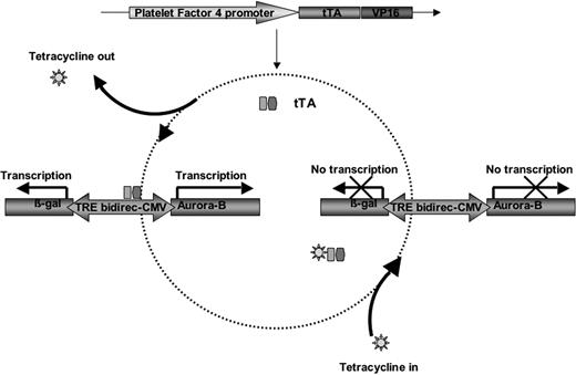 Figure 1. Engineering an in vivo system for conditional overexpression of genes in the megakaryocyte/platelet lineage. The scheme shown illustrates the Tet-on/off inducible gene expression system, involving the interaction between 2 transgenes of interest. The tissue-specific PF4 promoter drives the expression of the transactivator tTA (fused to the enhancing factor VP16). This line is crossbred to a tetracycline responsive element (TRE) bidirectional CMV line. The use of the TRE bidirectional CMV promoter allows the simultaneous regulation of both Aurora-B and β-gal by one central TRE. The TRE is a stretch of 7 copies of the 42-bp Tet operator sequences that bind to tTA-VP16 fusion protein in the absence of tetracycline/doxycycline. To achieve inducible transcription of 2 transgenes, the TRE is sandwiched between 2 minimal CMV promoters (directing the transcription of Aurora-B and β-gal in opposite directions, presumably in the absence of tetracycline).