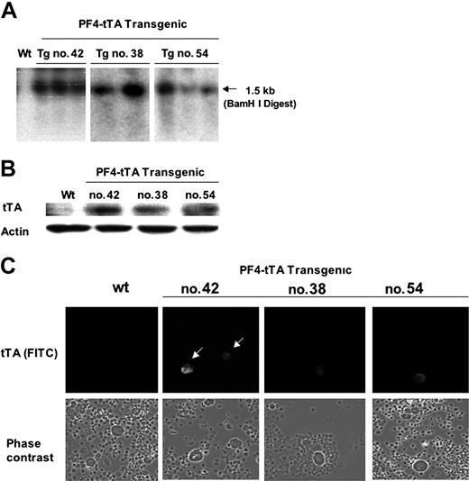 Figure 2. Generation of PF4-tTA-VP16 transgenic lines and confirmation of transgene expression. (A) Transgene integration. PCR of genomic DNA was used to screen for specific transgene integration (yielding a 460-bp product shown here) following protocols detailed in “Materials and methods.” Three founder lines, PF4-tTA-VP16 (referred to as PF4-tTA) nos. 38, 42, and 54, were identified, as confirmed by Southern blot analysis. (B-C) Transgene expression. After obtaining homozygous PF4-tTA-VP16 lines, we used Western blot analysis (B) to identify a line with the highest expression of the tetracycline responsive enhancer fusion protein (tTA-VP16). Bone marrow cells were subjected to Western blotting with anti-VP16 antibody to detect expression of tTA-VP16. Actin levels were determined to confirm equal loading of samples. Tissue-specific expression of tTA-VP16 was determined by immunohistochemical analysis of bone marrow cells (C) using anti-VP16 as a primary antibody and FITC-conjugated anti–mouse IgG as a secondary antibody. Since transgenic line no. 42 displays high expression of tTA-VP16 fusion protein in megakaryocytes (indicated by arrows), we decided to use this line for subsequent crossbreeding and experiments. Shown is a representative experiment in which the cells were viewed at a magnification of × 20. Images were captured using an Olympus ×70 microscope with Hamamatsu CCD camera C4742-95. Images were acquired with Openlab 3.1.2 software.