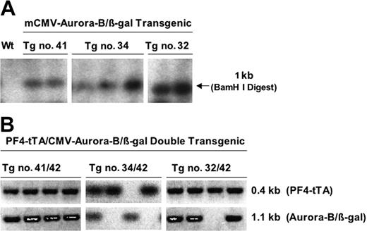 Figure 3. Generation of CMV–Aurora-B/β-gal transgenic lines and double-transgenic lines (PF4-tTA-VP16/CMV–Aurora-B/β-gal). (A) Generation of CMV–Aurora-B/β-gal transgenic lines. We generated 3 transresponder lines, nos. 32, 34, and 41, carrying the CMV–Aurora-B/β-gal transgene. Genomic integration was confirmed by Southern blot analysis and PCR of genomic tail DNA. Shown is a representative Southern blot analysis of DNA derived from F1 offspring of each of the lines and probed with a 1.1-kb DNA sequence encoding the rat Aurora-B gene. After obtaining homozygous lines by crossbreeding the confirmed F1 transgenic mice, we crossbred each of the 3 transresponder lines to the transactivator line no. 42 (Figure 2). (B) Confirmation of double-transgenic mice PF4-tTA-VP16/CMV–Aurora-B/β-gal. Shown is PCR screening for double-transgenic mice carrying PF4-tTA-VP16 and CMV–Aurora-B/β-gal transgenes, using primer sets that amplified a 460-bp and 1.1-kb DNA fragment coding for both transgenes, respectively. Lines that show both PCR products are double transgenic. More details are provided in “Materials and methods.”