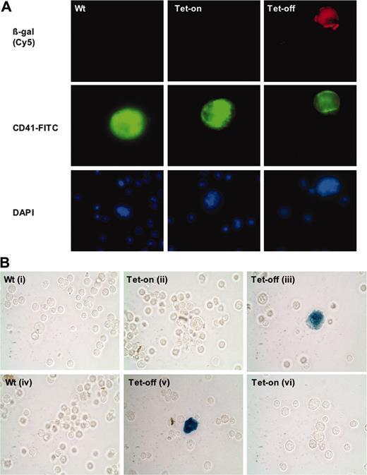Figure 4. Conditional and reversible expression of transgenes in megakaryocytes. (A) Induced β-galactosidase expression. Shown are immunohistochemistry analyses of freshly isolated bone marrow cells from double-transgenic littermates PF4-tTA-VP16/CMV–Aurora-B/β-gal no. 41/42 shown in Figure 3B and age- and sex-matched wild-type mice. Tet-off mice were removed from doxycycline treatment (referred as Tet-off to keep with a terminology that refers to tetracycline inducible promoter) 4 weeks prior to analysis, whereas Tet-on mice were continuously supplemented with doxycycline. To detect β-galactosidase (β-gal)–induced expression, mouse monoclonal antibody against E coli β-gal was used (red). The same preparations were also stained for CD41 (specific marker for megakaryocytes) using anti–CD41-FITC (green). Images were captured with an Olympus microscope using a × 60 objective. DAPI indicates 4,6 diamidino-2-phenylindole. (B) Reversible transgene expression. To demonstrate that conditional gene expression was reversible, half of the Tet-off mouse population received doxycycline for 4 weeks (Bvi), while the other half of its littermates remained Tet-off (Bii). Similarly, half of the Tet-on transgenic mouse population (doxycycline supplement) was removed from doxycycline treatment for 4 weeks (Bv), while the other half remained on doxycycline supplement (Bvi). β-galactosidase was followed as in panel A (not shown) as well as by enzyme activity (shown here as a representative). Fresh bone marrow cells derived from the double-transgenic mice (PF4-tTA-VP16/CMV–Aurora-B/β-gal no. 41/42) and equivalent wild-type cells were stained for β-gal as outlined in “Materials and methods” (visualized via phase-contrast, × 40 original magnification). Megakaryocytes were clearly identified based on their size and morphology. Images were captured using an Olympus ×70 microscope with Hamamatsu CCD camera C4742-95. Images were acquired with Openlab 3.1.2 software.