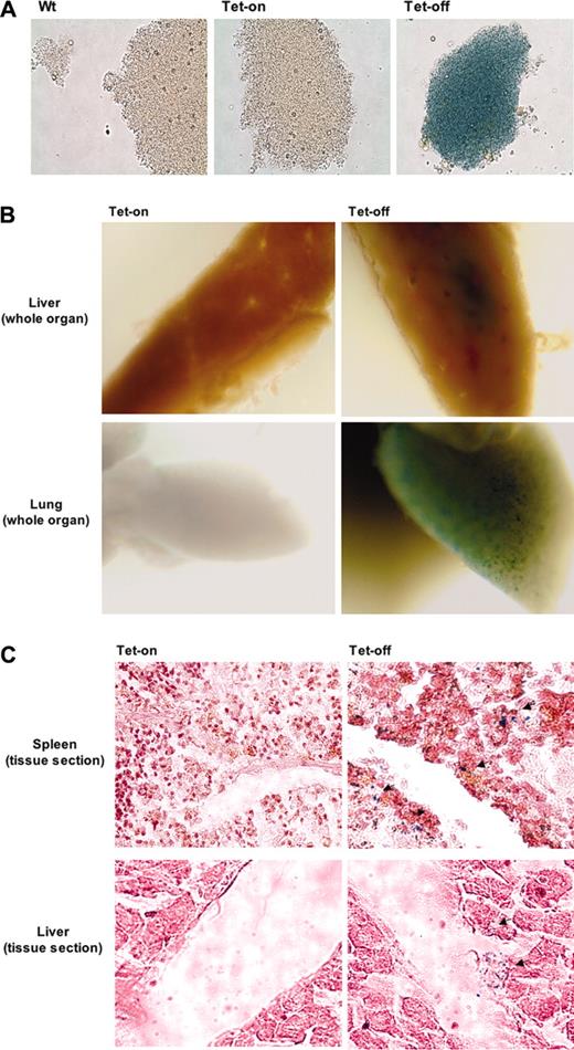 Figure 5. β-Gal activity is retained in platelets of the inducible Tet-on/off double-transgenic mouse model. (A) β-Galactosidase expression in platelets. To demonstrate the feasibility of retaining the expression of transgenes (β-gal in this case) after megakaryocytes fragmented into platelets, we isolated platelets from plasma of double-transgenic mice with Tet-on/off conditions along with age- and sex-matched wild-type mice. Shown are phase-contrast micrographs at × 60 objective of platelets stained for β-galactosidase activities. (B-C) Usage of the double-transgenic model (PF4-tTA-VP16/CMV–Aurora-B/β-gal no. 41/42) to trace platelets at sites of accumulation. Identifying and quantifying platelet accumulation at sites of injury or stress is a goal common to various experimental pursuits. As a model system, we used endotoxic shock using LPS injection as detailed in “Materials and methods.” Shown are livers, lungs, and spleen stained for β-gal activity. Whole tissues (B) as well as tissue sections (C) (spleen and liver shown as representatives) displayed accumulated platelets. Thin sections were stained only with eosin and visualized by light phase contrast; × 60 original magnification. Arrows indicate areas of platelet accumulation. Images were captured using an Olympus ×70 microscope with Hamamatsu CCD camera C4742-95. Images were acquired with Openlab 3.1.2 software.