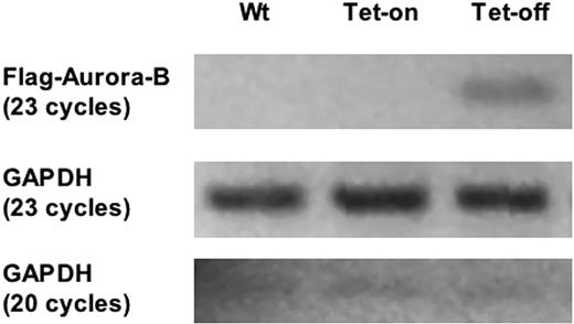 Figure 6. Inducible expressions of Aurora-B kinase in megakaryocytes. Primary bone marrow cell mRNA was isolated from double-transgenic mice (PF4-tTA-VP16/CMV–Aurora-B/β-gal no. 41/42) treated with and without doxycycline (Tet-on or Tet-off) and reverse transcribed to generate cDNA. PCR was subsequently conducted using primer sets specifically designed to amplify FLAG-tagged rat Aurora-B kinase. GAPDH was amplified to show that the RT-PCR was successfully conducted in all samples. GAPDH-specific primers and PCR cycles were performed, as indicated in “Materials and methods.”