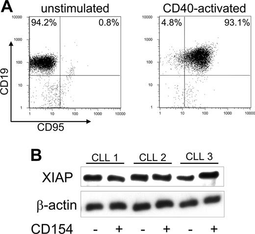 Figure 2. Expression of CD95 and XIAP before and after CD40 ligation on CLL B cells. (A) Surface expression of death receptors on CD19+ CLL cells was assessed by flow cytometry 24 hours after coculture with HeLa cells (control, left panel) or HeLa-CD154 cells (CD40 activated, right panel). The dot plots depict the fluorescence of CLL cells stained with a fluorescein isothiocyanate (FITC) fluorochrome-conjugated anti-CD95 mAb and a phycoerythrin (PE)-labeled fluorochrome-conjugated anti-CD19 mAb. The numbers in the upper quadrants represent the percentage of CD19+/CD95- cells (left) and the percentage of CD19+/CD95+ cells (right). (B) Immunoblot analyses were performed on the CLL cell samples of 3 different patients (CLL 1, CLL 2, and CLL 3) as indicated at the top of the figure. Prior to the preparation of the cell lysates, the CLL cells were cultured for 24 hours with HeLa cells (-) or HeLa-CD154 cells (+), as indicated by the symbols at the bottom of the figure. Cell lysate (15 μg) prepared from each sample was applied to each lane of a polyacrylamide gel for immunoblot analyses with anti-XIAP (top row) or anti-β-actin (bottom row), as indicated on the left.