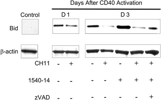 Figure 6. Expression and cleavage of Bid in CD40-activated CLL cells. CLL cells were activated via coculture with HeLa cells (Control) or HeLa-CD154 cells and then isolated for further study. Twenty-four hours later, the CLL cells were treated for 12 hours with medium or CH11. Seventy-two hours later, the CLL cells were treated for 12 hours with medium, CH11, 1540-14, and/or zVAD-fmk, as indicated at the bottom of the figure. Protein lysates were prepared and normalized for total protein content. Cell lysate (30 μg) was applied to each lane of a polyacrylamide gel for immunoblot analyses with anti-Bid (top row) or anti-β-actin (bottom row), as indicated on the left side of the figure.